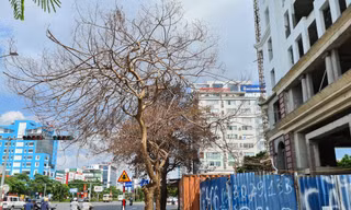 Nhiều cây xanh trên phố Lê Hồng Phong (Ngô Quyền, Hải Phòng) chết bất thường.