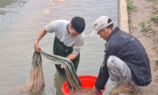 Nông dân Hải Phòng thấp thỏm lo rươi mất mùa
