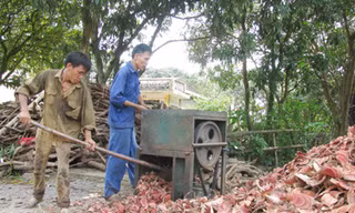 Tận diệt dược liệu trong rừng
