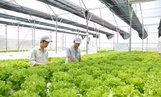 Hệ thống khuyến nông Hà Nội: Cánh tay nối dài, điểm tựa cho nhà nông