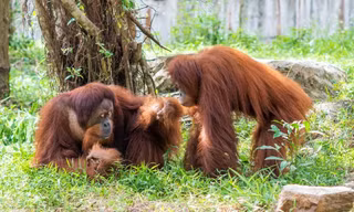 Gặp gỡ những “gương mặt” quý hiếm tại Vinpearl Safari