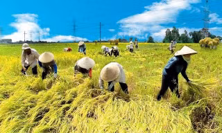 Ra mắt sản phẩm Bảo hiểm Chỉ số thời tiết đầu tiên tại Việt Nam dành cho nông dân trồng lúa