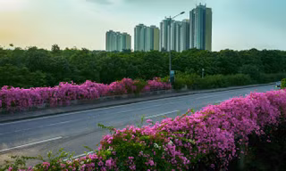Vệt hoa giấy nhuộm tím một góc khu đô thị Ecopark