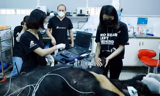 Tăng Thanh Hà cùng sao quốc tế trải nghiệm chăm sóc, bảo vệ gấu tại Việt Nam
