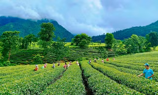 Cây chè giúp người dân Lai Châu xóa đói giảm nghèo