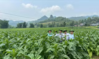 Vùng nguyên liệu thuốc lá chịu nhiều thiệt hại do mưa bão, thiên tai