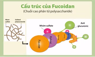 Nâng cao hệ miễn dịch với Fucoidan phân tử cao