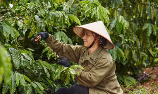 Báo cáo ngành cà phê Coffee Barometer 2023: Nestlé đứng đầu về phát triển bền vững 