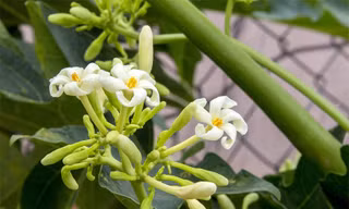 Hoa đu đủ đực là dược liệu quý, tốt cho phổi, giúp trị ho hiệu quả. Ảnh: Flower Drops