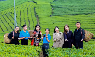 Thái Nguyên tăng cường quảng bá chè trên TikTok