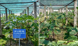 Cây dược liệu - nguồn tài nguyên quý cần được bảo tồn và gắn với phát triển kinh tế