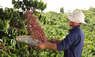 Nestlé công bố báo cáo tiến độ Chương trình NESCAFÉ Plan 2030
