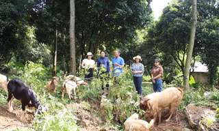 Hà Nội: Triển khai thành công 18 mô hình khuyến nông hiệu quả