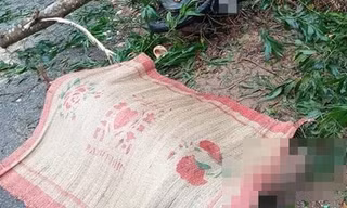 Người đàn ông tử vong bên cạnh những cây dương bị cưa hạ. Ảnh minh họa