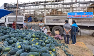 Dưa hấu của người dân trên địa bàn Tây Sơn được các đơn vị "giải cứu" vì dịch Covid-19.