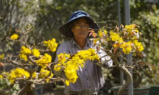 Nhà vườn thủ phủ mai vàng miền Trung tất bật “tút” lại cây lo cho vụ Tết năm sau.
