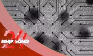 NHỊP SỐNG 24: Máy tính đầu tiên trên thế giới chạy bằng tế bào não sống của con người