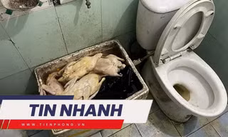 TIN NHANH: Làm rõ việc quán ăn dùng vịt có giòi, để cạnh bồn cầu