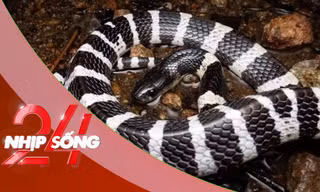 NHỊP SỐNG 24: Rắn bò trong điều hòa ra cắn bé gái: Tại sao rắn hay chui vào điều hòa? 