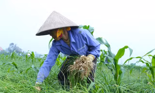 Nông dân Nghệ An bội thu vì giá hành vọt tăng cao nhất trong 3 năm