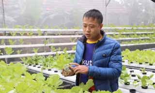 Chàng trai 8x tiên phong với mô hình trồng rau không cần đất