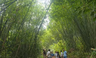 Cây lùng giúp dân miền núi Nghệ An xóa đói giảm nghèo bền vững