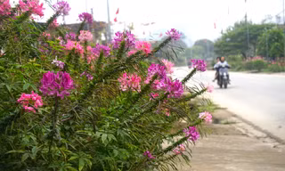 Hoa công chúa, thược dược vươn mình khoe sắc dọc quốc lộ