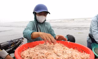 Sau vài giờ xông biển đầu năm, ngư dân thu tiền triệu