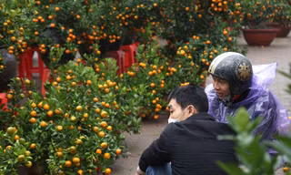 Dân buôn đào quất Tết như 'ngồi trên đống lửa'