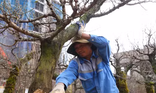 Nhọc nhằn mưu sinh ở vườn đào kiếm nửa triệu đồng mỗi ngày