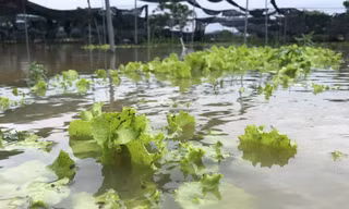 Xót xa nhìn hàng trăm ha rau màu ‘chìm’ trong nước 