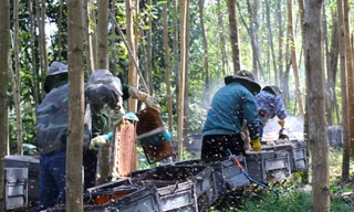 Rong ruổi nghề nuôi ong du mục, kiếm tiền từ những mùa hoa