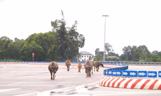 Trâu, bò ‘đi dạo’ trên đại lộ nghìn tỷ
