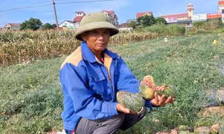 'Thủ phạm' phá ruộng dưa của lão nông Nghệ An được bảo lãnh về thi tốt nghiệp THPT