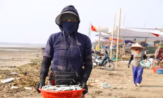 Mỏi tay gỡ cá tươi mỗi sáng, ngư dân Nghệ An thu nhập tiền triệu