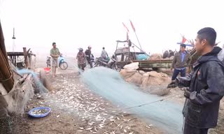 Thả tấm lưới gần bờ, ngư dân 'vớt' tiền triệu trong ngày