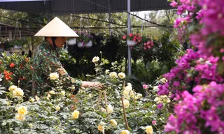 Cây cảnh lên chậu, hoa bung nụ hút khách mua chơi Tết