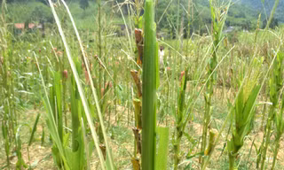 Châu chấu hoành hành ở Nghệ An