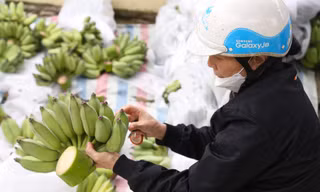 Nửa triệu một nải chuối xanh bày mâm ngũ quả