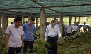 Bảo tồn cây dược liệu và tạo sinh kế bền vững cho bà con vùng cao Nghệ An