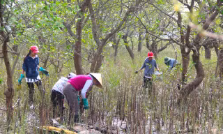 Lội bùn săn đặc sản mưu sinh ở rừng bần