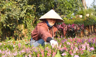 Mưu sinh ở làng hoa mong Tết ấm