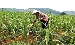 Phá thế độc canh từ mô hình trồng xen cây họ đậu mang lại hiệu quả kinh tế
