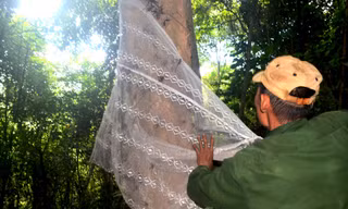 Dùng màn giăng bẫy bắt dế rừng, bỏ túi tiền triệu mỗi ngày