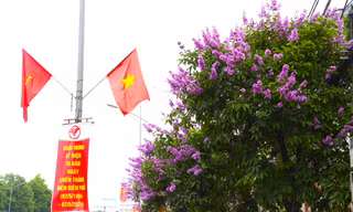Xao xuyến mùa hoa 'gây thương nhớ' ở xứ Nghệ