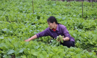 Rau sớm vụ đông giá cao gấp 2,3 lần so với chính vụ, nông dân phấn khởi