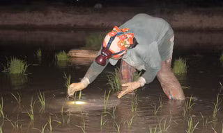 Nông dân đội đèn làm đất, cấy lúa đêm tránh nắng nóng