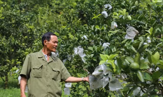 Lão nông trở thành điển hình sản xuất kinh doanh giỏi sau khi được đặc xá