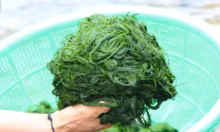Độc đáo món ăn từ rêu đá ở vùng cao Nghệ An