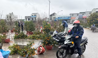 Nghệ An: Mưa kèm gió lớn, đào, quất ngã đổ la liệt